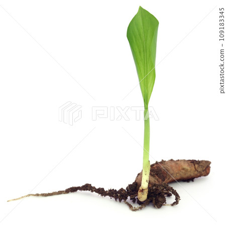 Baby turmeric plant 109183345
