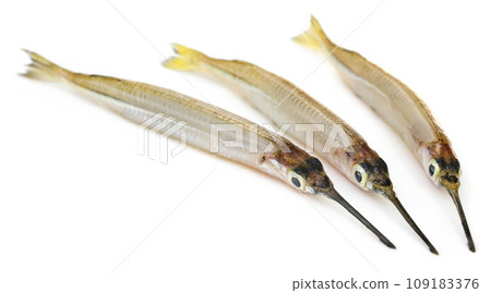 Needlefish of fresh water Needlefish of fresh water 109183376