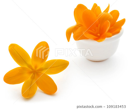 Yellow Crocus 109183453