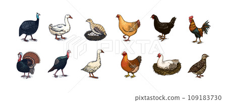 Domestic Chicken bird. Turkey guinea fowl goose duck quail. Hand drawn. Engraved Farm animal. Old Domestic Chicken bird. Turkey guinea fowl goose duck quail. Hand drawn. Engraved Farm animal. Old 109183730