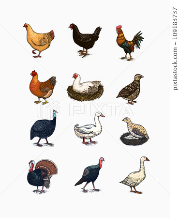 Domestic Chicken bird. Turkey guinea fowl goose duck quail. Hand drawn. Engraved Farm animal. Old 109183737