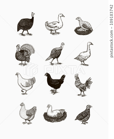 Domestic Chicken bird. Turkey guinea fowl goose duck quail. Hand drawn. Engraved Farm animal. Old Domestic Chicken bird. Turkey guinea fowl goose duck quail. Hand drawn. Engraved Farm animal. Old 109183742