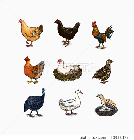 Domestic Chicken bird. Turkey guinea fowl goose duck quail. Hand drawn. Engraved Farm animal. Old 109183751