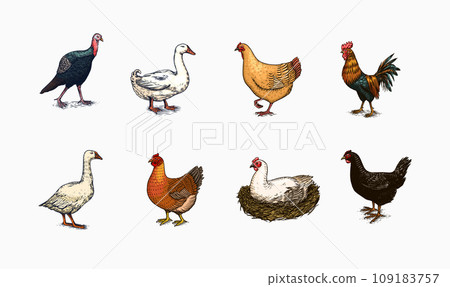 Domestic Chicken bird. Turkey guinea fowl goose duck quail. Hand drawn. Engraved Farm animal. Old Domestic Chicken bird. Turkey guinea fowl goose duck quail. Hand drawn. Engraved Farm animal. Old 109183757