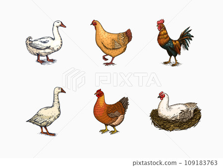 Domestic Chicken bird. Turkey guinea fowl goose duck quail. Hand drawn. Engraved Farm animal. Old 109183763