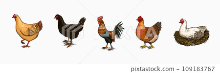 Domestic Chicken bird. Turkey guinea fowl goose duck quail. Hand drawn. Engraved Farm animal. Old Domestic Chicken bird. Turkey guinea fowl goose duck quail. Hand drawn. Engraved Farm animal. Old 109183767