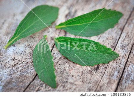 Stevia leaves in timber surface 109183856
