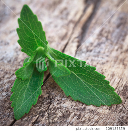 Stevia leaves in timber surface Stevia leaves in timber surface 109183859