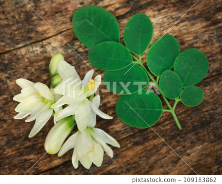 Medicinal moringa flower with green leaves 109183862