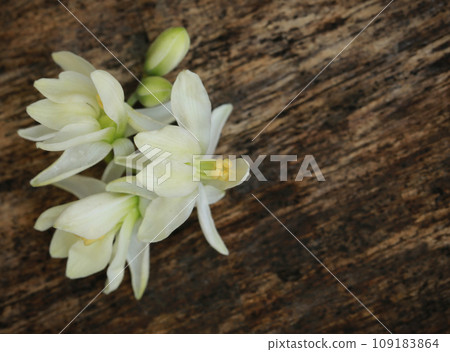 Medicianl moringa flower 109183864