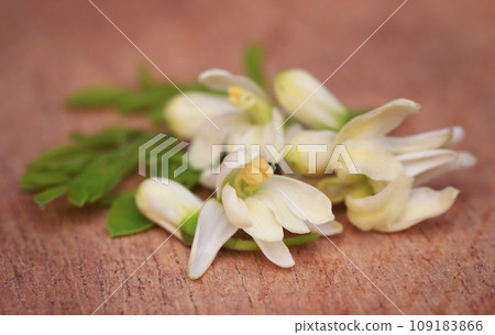 Medicinal moringa flower with green leaves 109183866