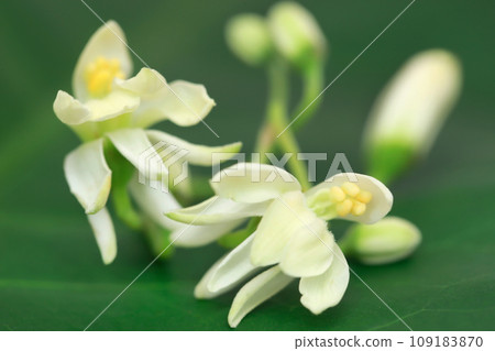 Medicinal moringa flower in nature Medicinal moringa flower in nature 109183870