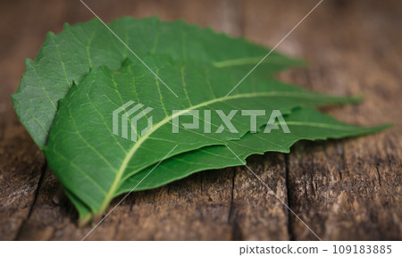Medicinal neem leaves Medicinal neem leaves 109183885