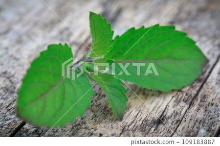 Holy basil or tulsi leaves Holy basil or tulsi leaves 109183887