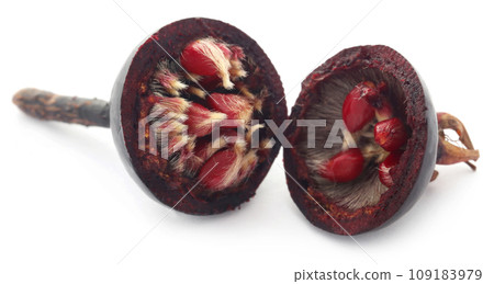 Rosa rugosa or beach rose black fruit 109183979