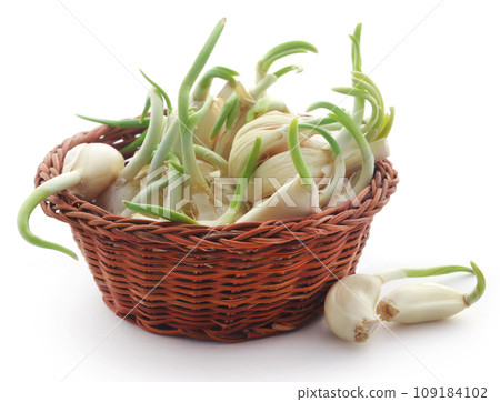 Garlic germinated Garlic germinated 109184102