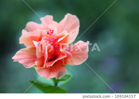 Hibiscus of pale pink Hibiscus of pale pink 109184157