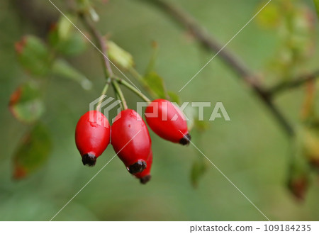 Medicinal rose hips in nature Medicinal rose hips in nature 109184235