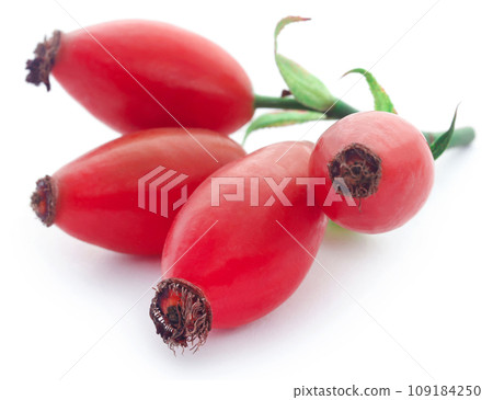Rose hips Rose hips 109184250