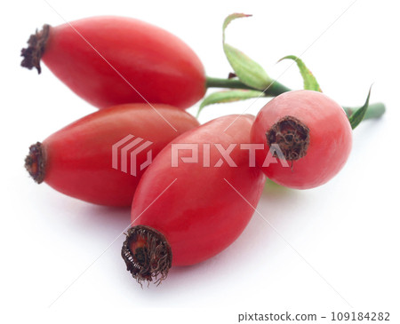 Medicinal Rose hips 109184282