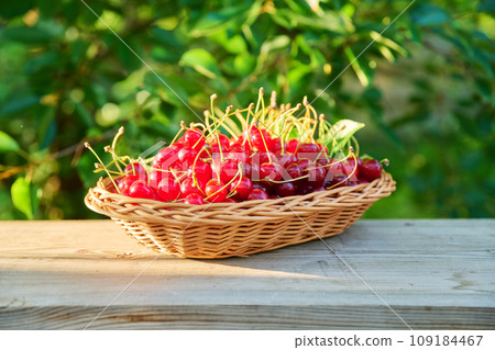 Red cherries in wicker plate outdoor, cherry tree in sunlight background 109184467