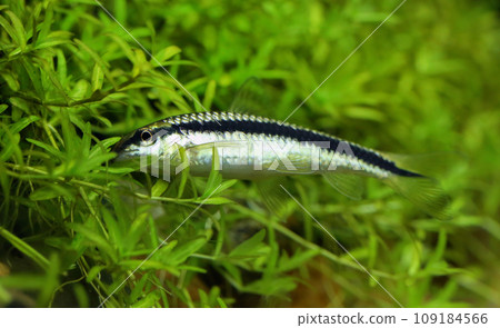 Siamese algae eater 109184566