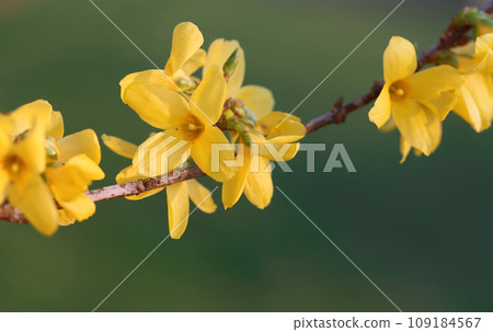 Forsythia known as spring flower 109184567