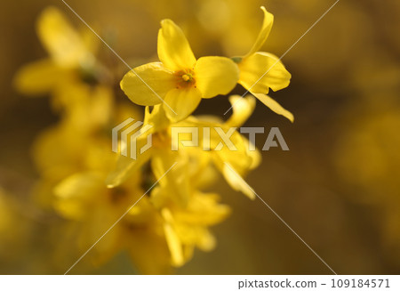 Forsythia known as spring flower Forsythia known as spring flower 109184571