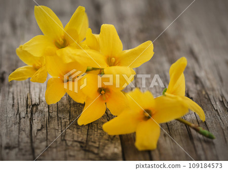 Forsythia known as spring flower Forsythia known as spring flower 109184573