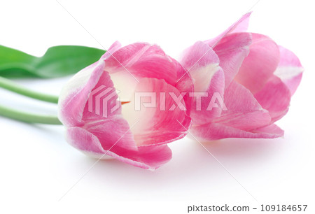 Closeup of tulip Closeup of tulip 109184657