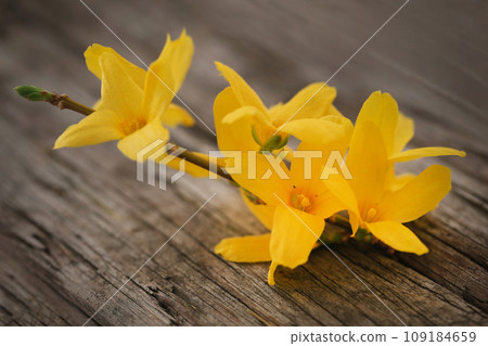 Forsythia known as spring flower Forsythia known as spring flower 109184659