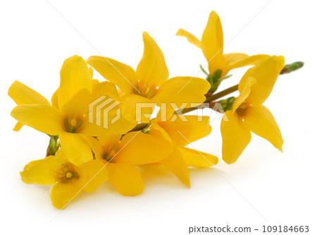 Forsythia known as spring flower Forsythia known as spring flower 109184663