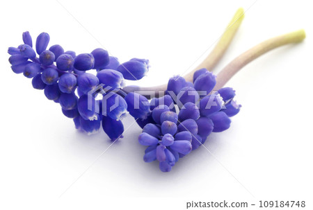 Perlehyacinter or grape hyacinths Perlehyacinter or grape hyacinths 109184748