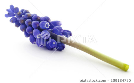 Perlehyacinter or grape hyacinths 109184750
