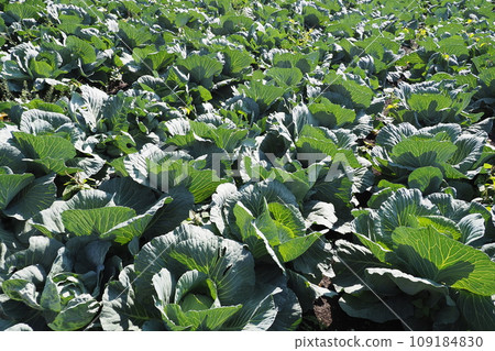 Cabbage patch: cabbage patch Cabbage patch: cabbage patch 109184830
