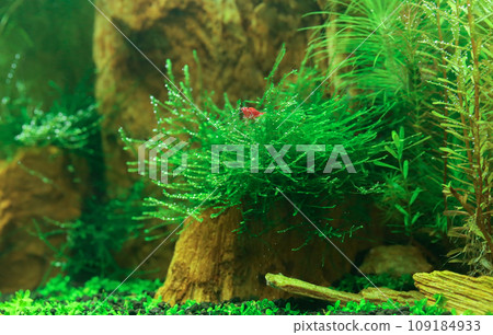Planted aquarium 109184933