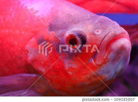 Oscar fish 109185007