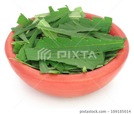 Cannabis leaves 109185014