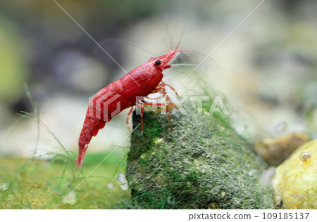 Red cherry shrimp 109185137