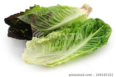 Fresh Romaine lettuce Fresh Romaine lettuce 109185181
