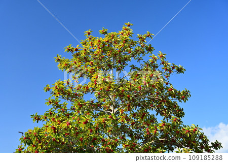 Ilex rotunda (also for lucky charms) 109185288