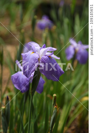 Iris Tenpyo's Dream ⑤ Iris Tenpyo's Dream ⑤ 109185651
