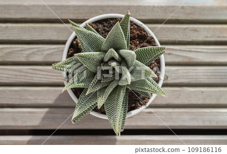 Top view of Haworthia limifolia (Spider White) with green base, and a unique pattern of white in ceramic pot. 109186116