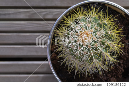 Top view of Prickly green Echinocactus grusonii or Kroenleinia grusonii cactus plant with sharp white prickles in yellow flower pot. Top view of Prickly green Echinocactus grusonii or Kroenleinia grusonii cactus plant with sharp white prickles in yellow flower pot. 109186122