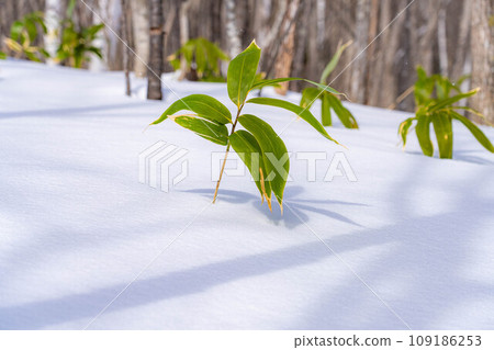 [雪材料]雪和竹葉[長野縣] 109186253