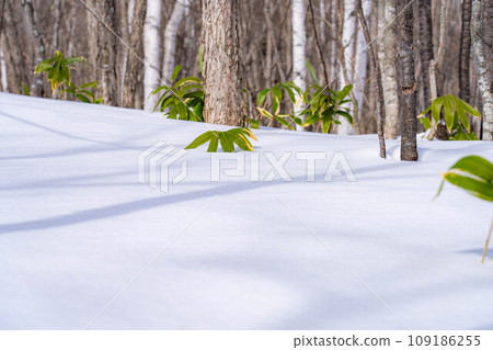 [雪材料]雪和竹葉[長野縣] 109186255