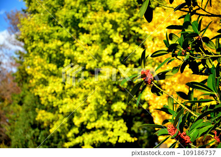 神代植物園 塔拉尤的紅色果實 109186737