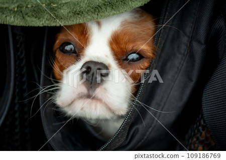 Portrait of cavalier king charles spaniel dog. Portrait of cavalier king charles spaniel dog. 109186769