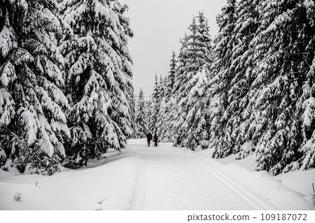 Cross country skiing track in the forest of Jizera Mountains, Czechia 109187072