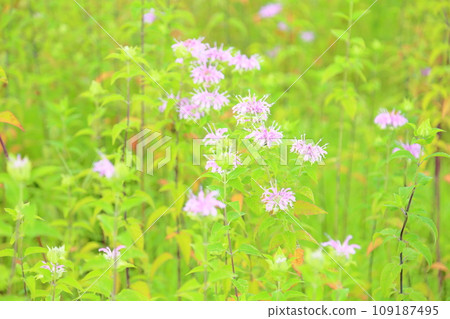 Wild bergamot flowers 109187495